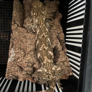 GT 트로거 코기스