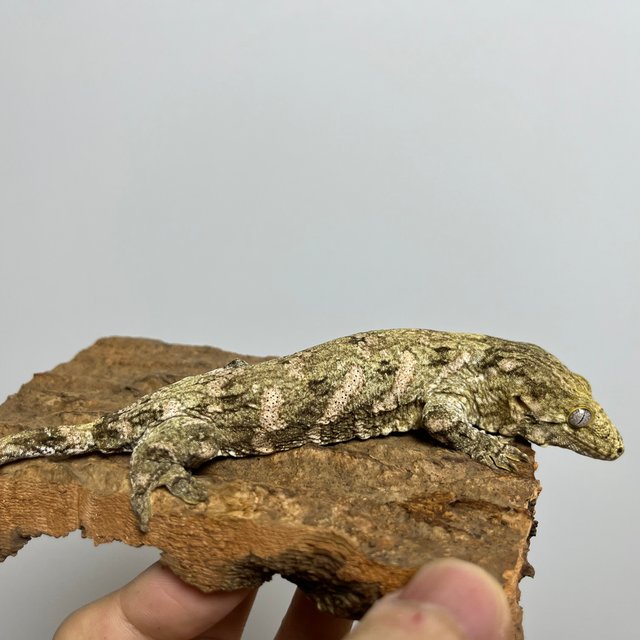 GT 트로거 코기스