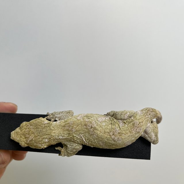 GT 트로거 코기스