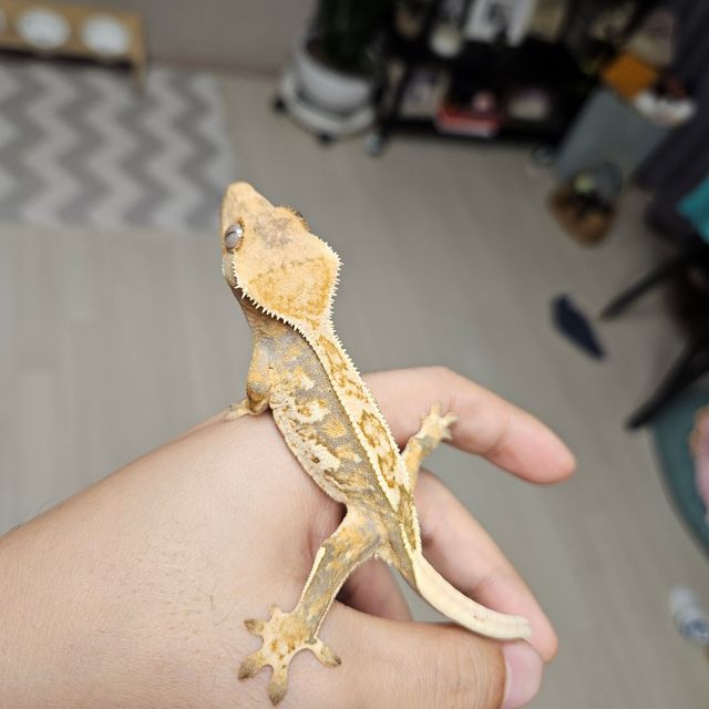 드리피