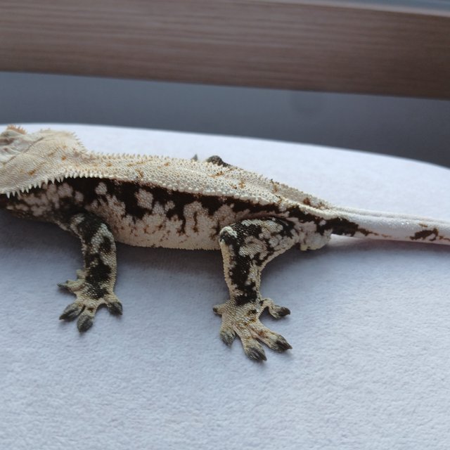 노멀 드리피 익스트림할리퀸