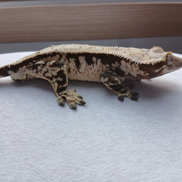 노멀 드리피 익스트림할리퀸