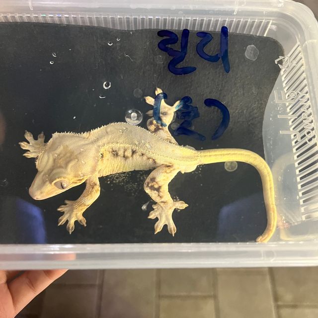 릴리화이트 트라이 풀핀