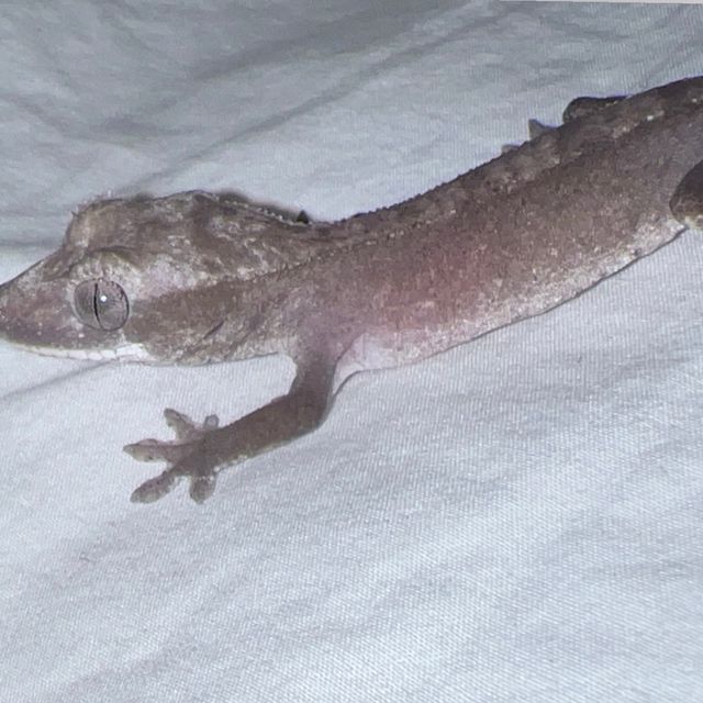 아잔틱