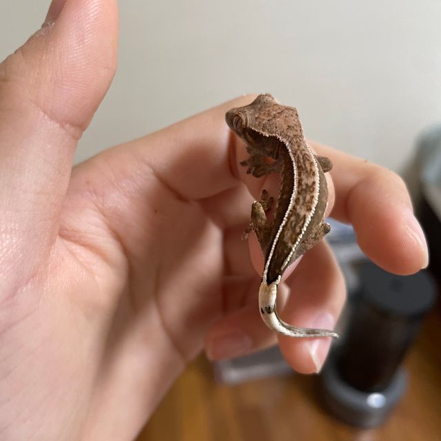 카푸치노