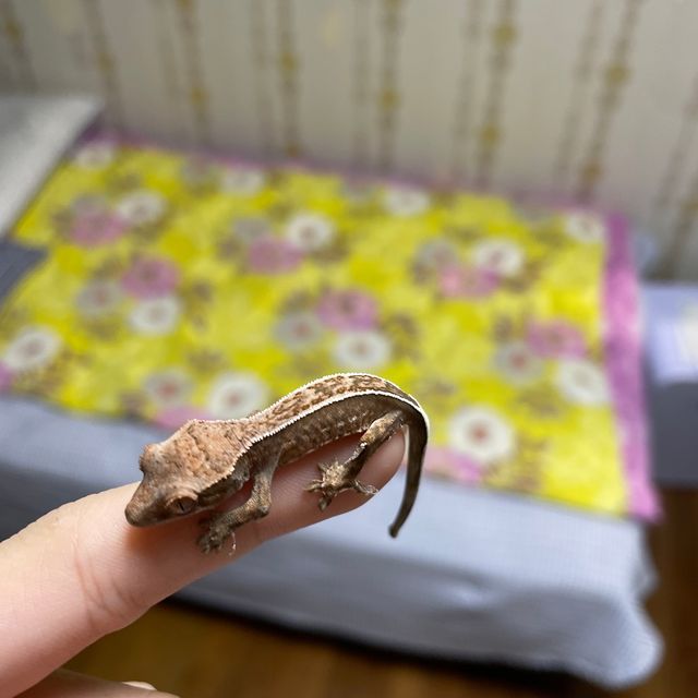 카푸치노