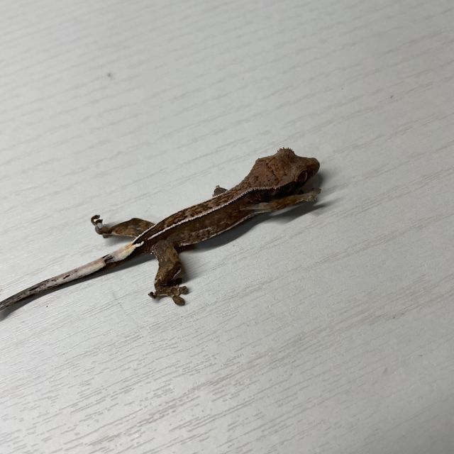 카푸치노