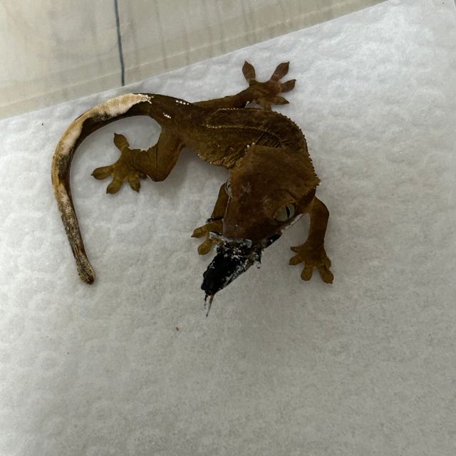 챠콜 카푸치노