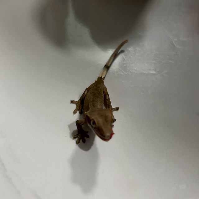 노멀 팬텀 벅스킨 다크