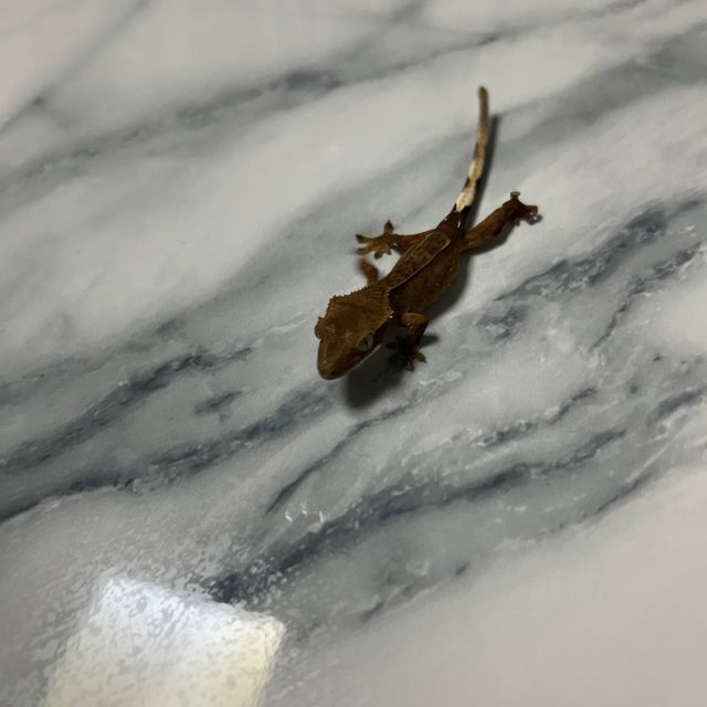 챠콜 카푸치노