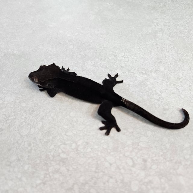 팬텀 카푸치노 챠콜