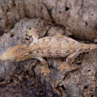 트루 컬러 하이 컬러