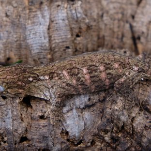 헷 멜라니스틱 하키토