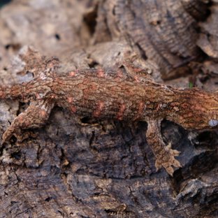 하키토 헷 멜라니스틱