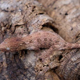 하키토 헷 멜라니스틱