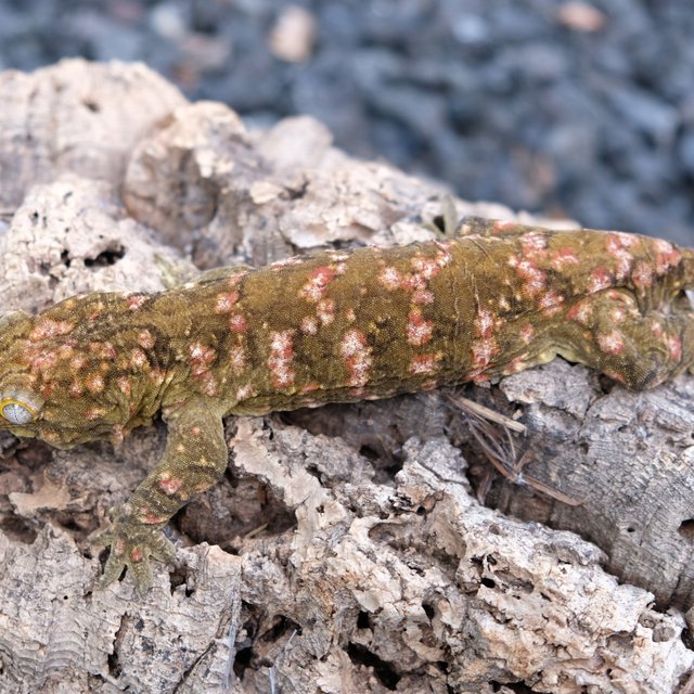 누아미 하이 컬러