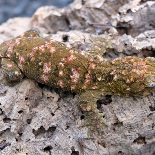 누아미 하이 컬러