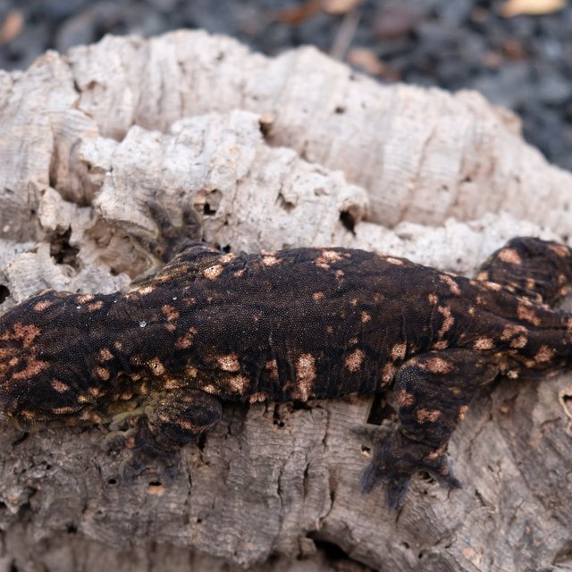 다스몰 코기스 트로거