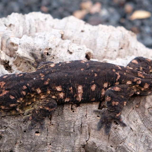 다스몰 코기스 트로거