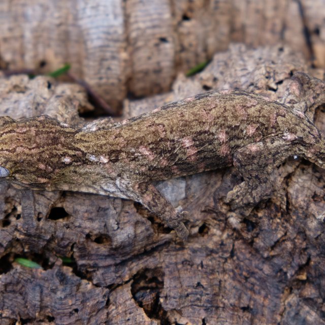 헷 멜라니스틱 하키토