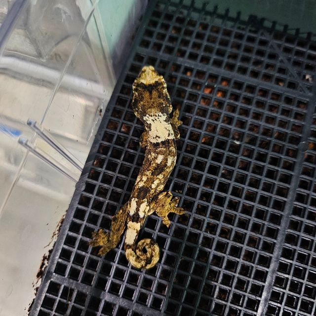 화이트카라