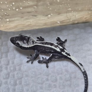 탱님 예약건