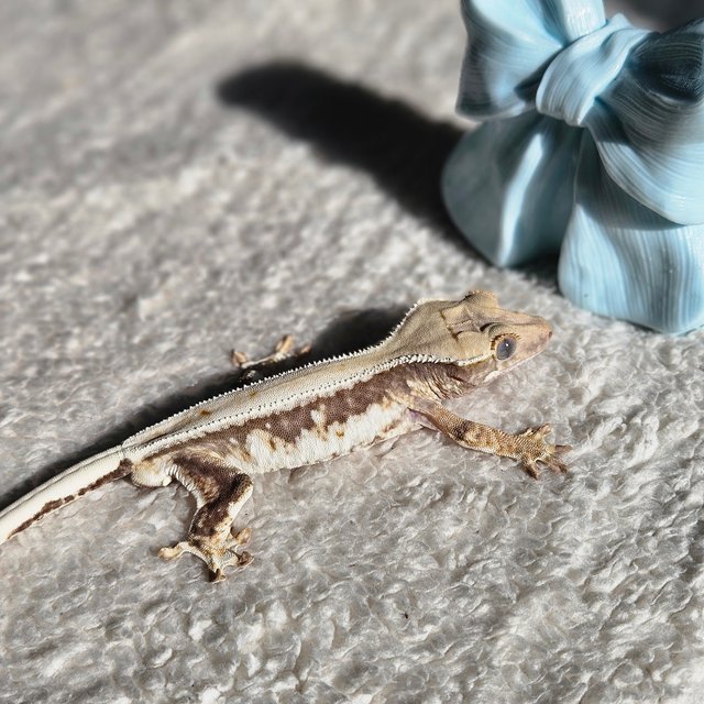 릴리100%헷아잔틱