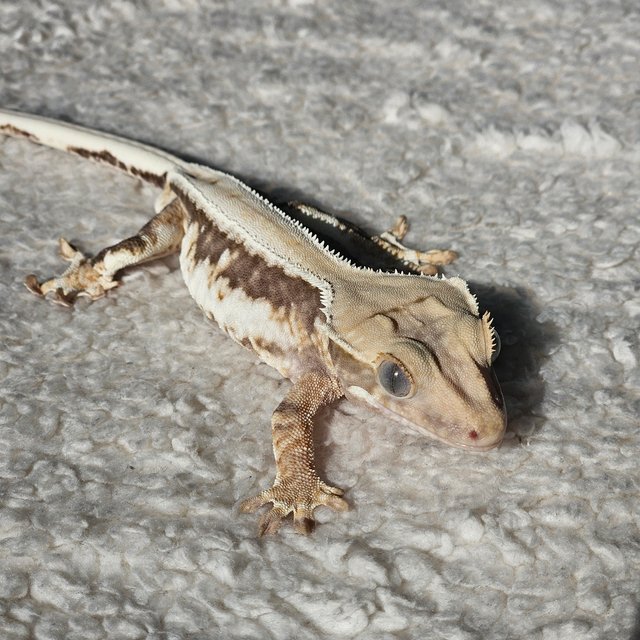 릴리100%헷아잔틱