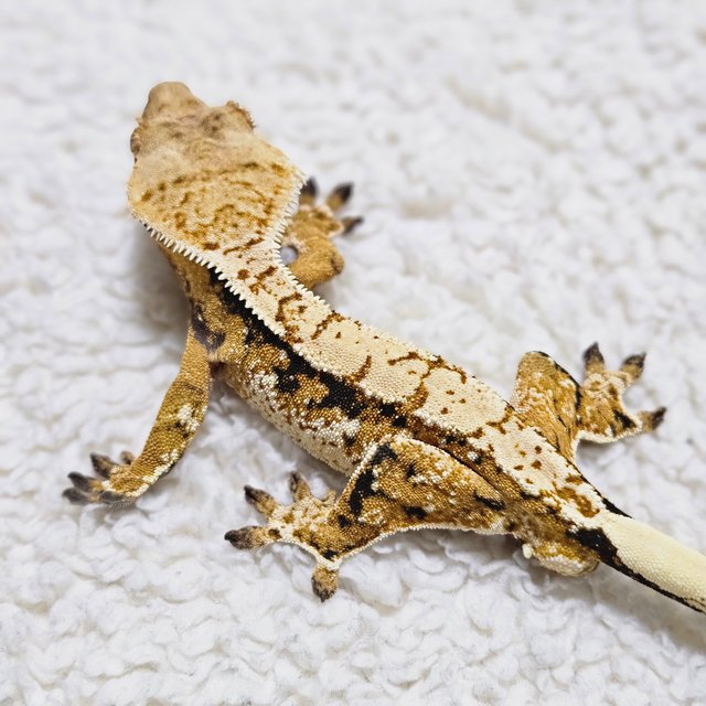 트라이 익스트림할리퀸