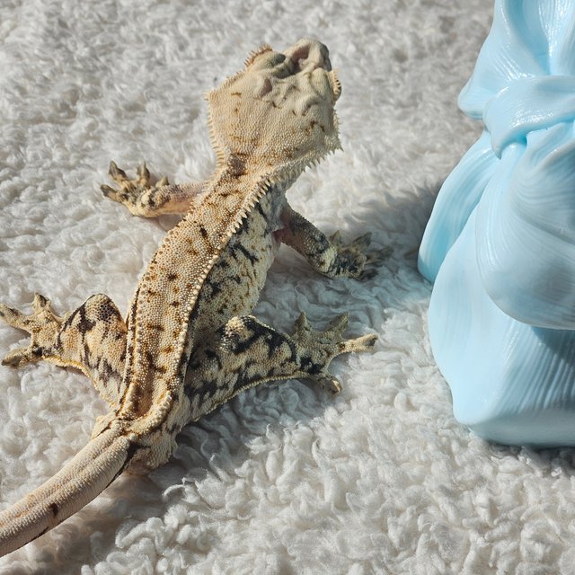 드리피 화이트스팟 노멀 쿼드