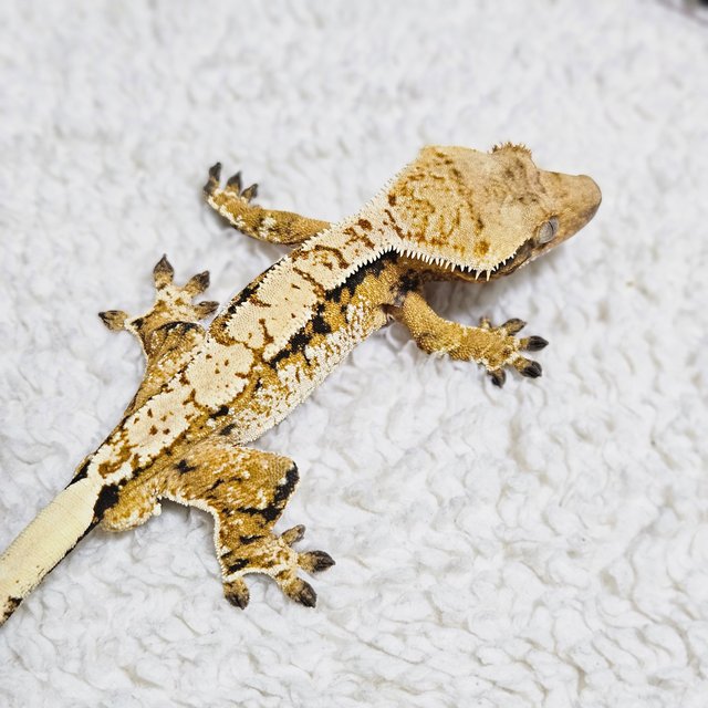 트라이 익스트림할리퀸