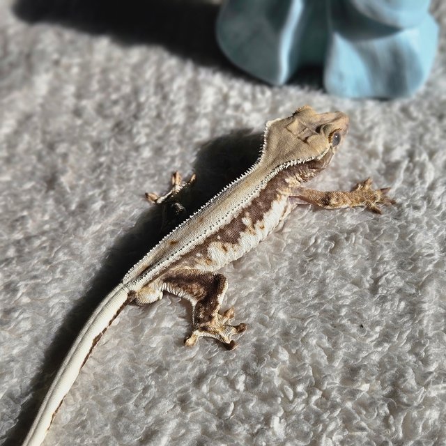 릴리100%헷아잔틱