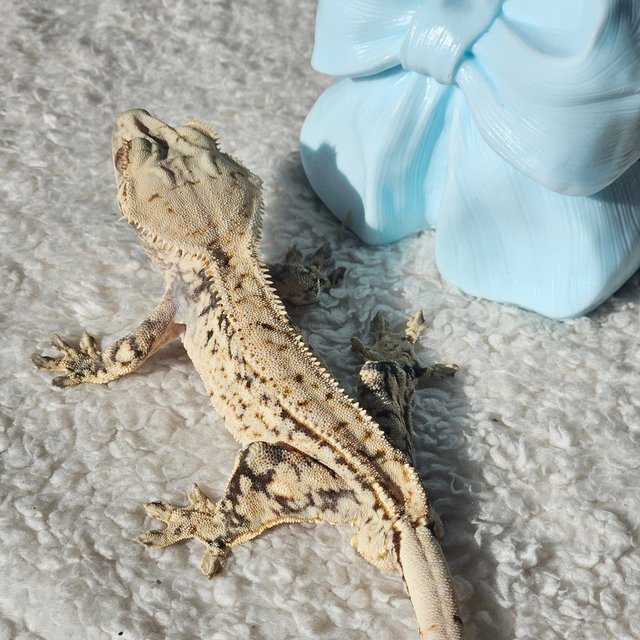 드리피 화이트스팟 노멀 쿼드