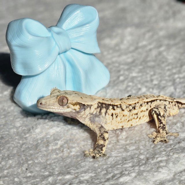 드리피 화이트스팟 노멀 쿼드