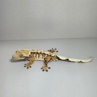 트라이 익스트림할리퀸