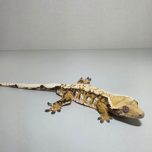 트라이 익스트림할리퀸