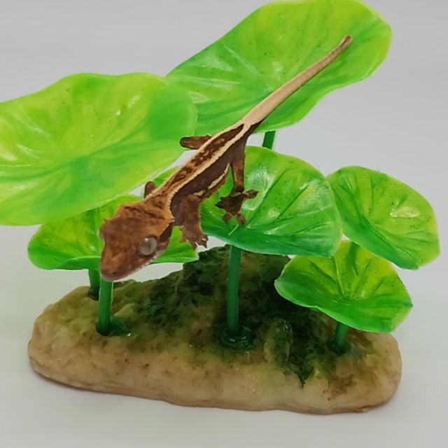 엠티백 노멀