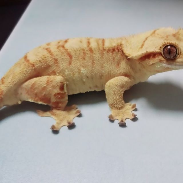 스트로베리 옐로우