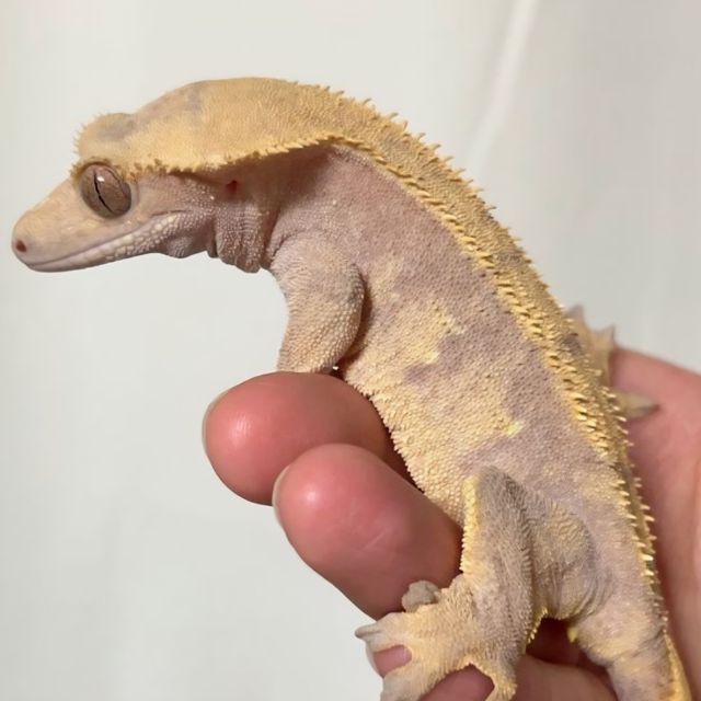 레드 익스트림할리퀸 노멀