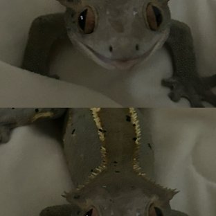 카푸치노 달마시안