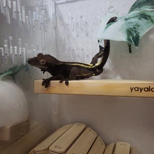 카푸치노 달마시안