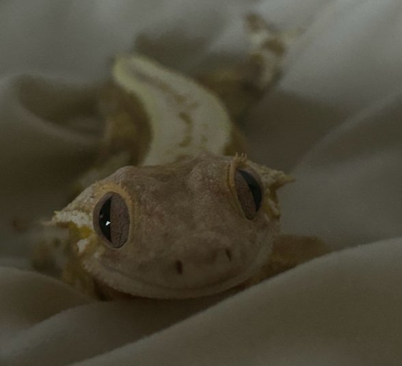 릴리화이트 크림