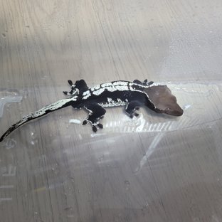아잔틱