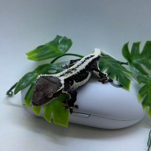 릴잔틱 아잔틱 릴리화이트