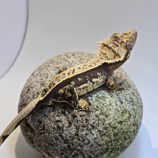 잔트가르 B라인.