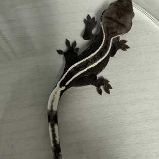 아잔틱 풀핀