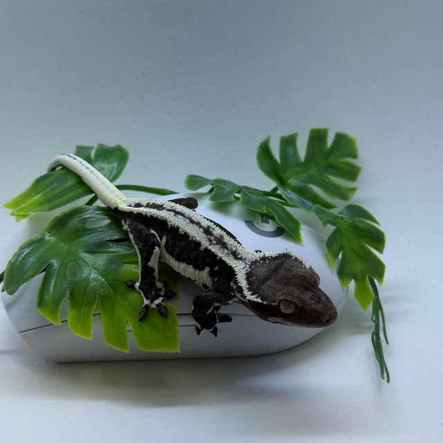 릴잔틱 아잔틱 릴리화이트