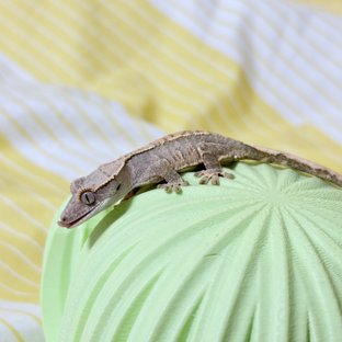 랏소설탕