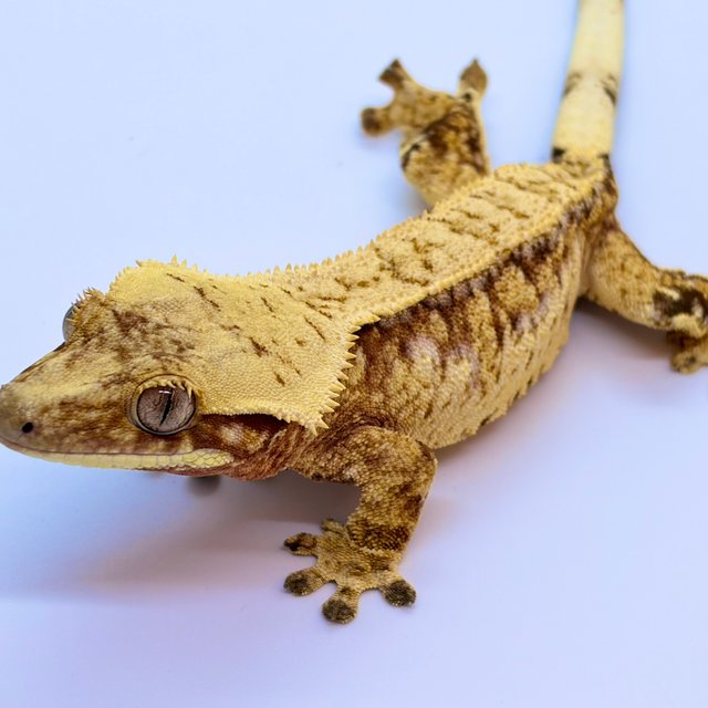 트라이 레드 익스트림할리퀸