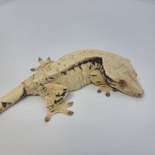 포츈